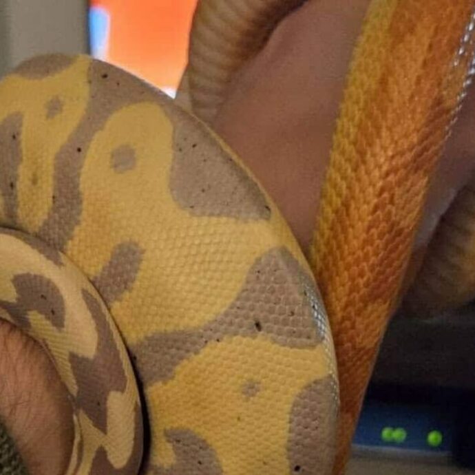 “Sono fuggiti dalle teche lasciate leggermente aperte mentre le pulivo. Sono più innocui dei cani, se li trovate bloccateli con una scatola”: serpenti scappati vicino a Roma, l’appello del proprietario