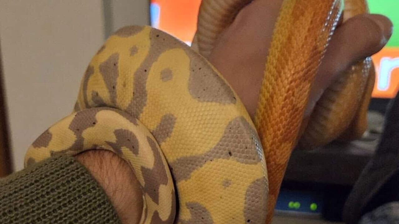 “Sono fuggiti dalle teche lasciate leggermente aperte mentre le pulivo. Sono più innocui dei cani, se li trovate bloccateli con una scatola”: serpenti scappati vicino a Roma, l’appello del proprietario