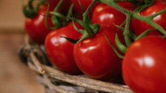 Copertina di Salmonella in Puglia, via i pomodori crudi dalle mense. Numerosi focolai: “Almeno 50 contagi, ortaggio siciliano”