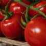 Copertina di Salmonella in Puglia, via i pomodori crudi dalle mense. Numerosi focolai: “Almeno 50 contagi, ortaggio siciliano”