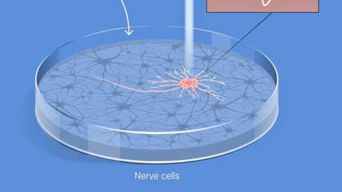 Nobel per la Medicina – Da un’alga che cerca la luce una risposta ai meccanismi del cervello. Cos’è la Chlamydomonas