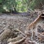 Copertina di Turano, il fiume che scompare sotto la diga: la battaglia sull’acqua per Enel