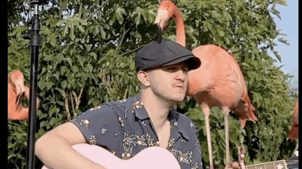 Uomo canta “Barbie Girl” davanti ai fenicotteri e questi lo circondano con amore. Il video diventa virale su TikTok e i commenti sono positivi: “Ora sei fidanzato”