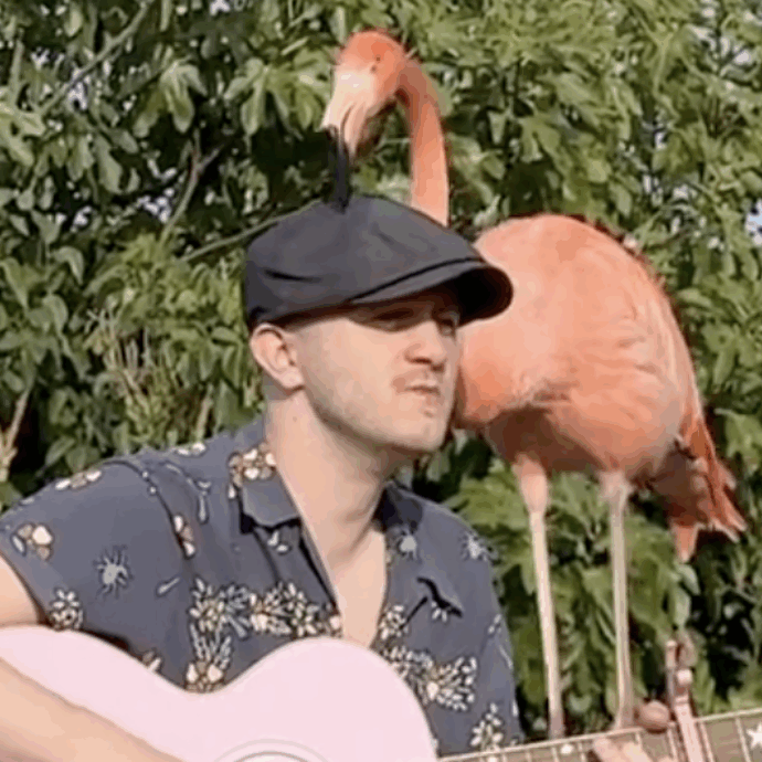 Uomo canta “Barbie Girl” davanti ai fenicotteri e questi lo circondano con amore. Il video diventa virale su TikTok e i commenti sono positivi: “Ora sei fidanzato”