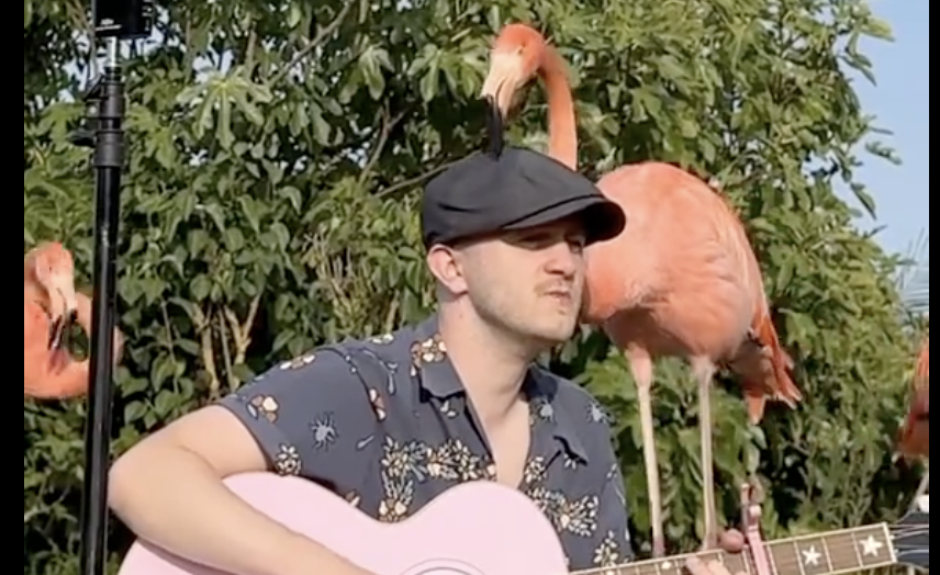uomo canta barbie girl davanti ai fenicotteri e questi lo circondano con amore il video diventa virale su tiktok e i commenti sono positivi ora sei fidanzato da Ilfattoquotidiano.it uomo canta barbie girl davanti ai fenicotteri e questi lo circondano con amore il video diventa virale su tiktok e i commenti sono positivi ora sei fidanzato