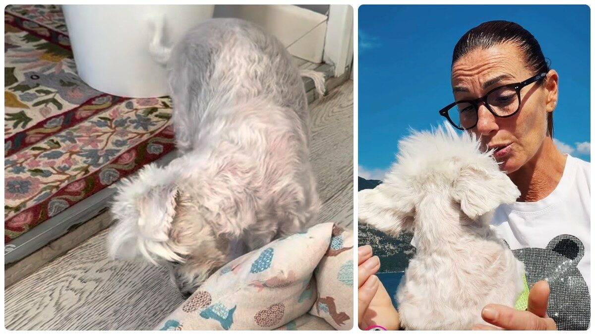 “Nell’ultimo mese e mezzo ha iniziato un lento cambiamento. Ad agosto mi sono accorta che camminava tenendo leggermente la testa piegata a destra…”: così Cristina Plevani sul suo cane