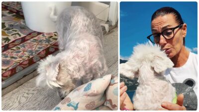 Copertina di “Nell’ultimo mese e mezzo ha iniziato un lento cambiamento. Ad agosto mi sono accorta che camminava tenendo leggermente la testa piegata a destra…”: così Cristina Plevani sul suo cane