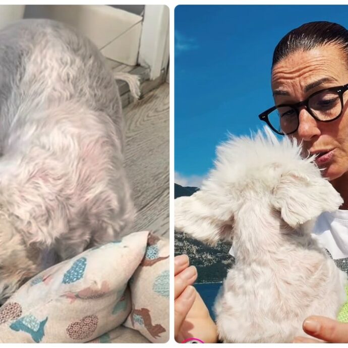 “Nell’ultimo mese e mezzo ha iniziato un lento cambiamento. Ad agosto mi sono accorta che camminava tenendo leggermente la testa piegata a destra…”: così Cristina Plevani sul suo cane