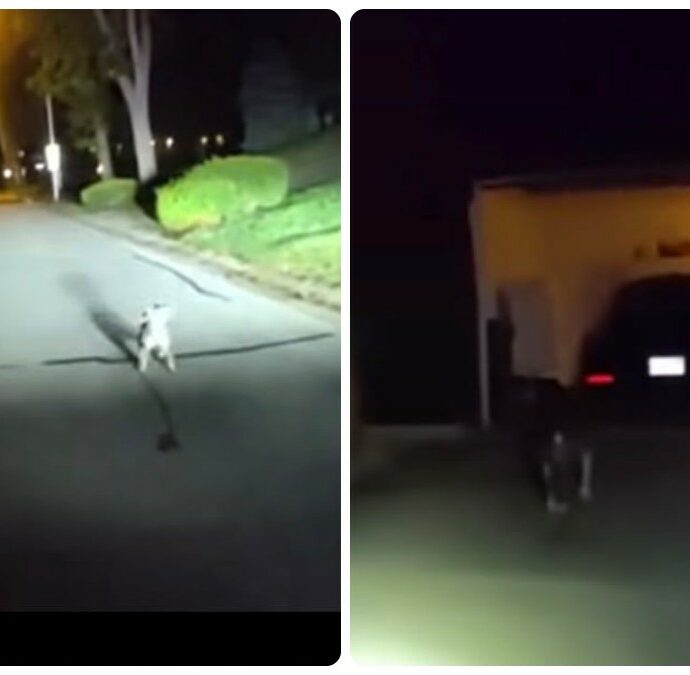 “L’uomo aveva avuto un malore, era lì a terra da più di tre ore”: un poliziotto segue un cane trovato per strada e così salva la vita al suo proprietario