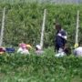 Copertina di Braccianti sfruttati nel Casertano, fino a 14 ore al giorno per 80 centesimi a cassetta: 8 indagati