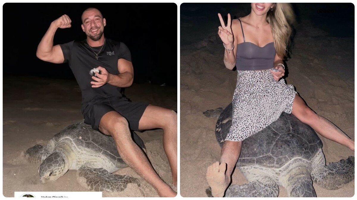“È una roba oscena, inguardabile. Questo è sfruttamento, maltrattamento, umiliazione, altro che volontariato”: due turisti si fanno fotografare in Oman seduti su una tartaruga, scoppia la polemica