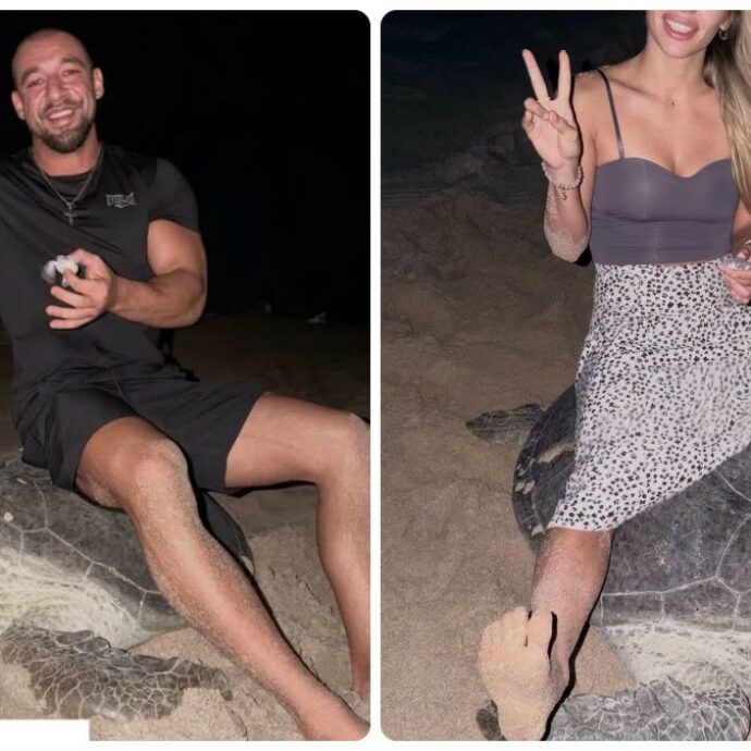 “È una roba oscena, inguardabile. Questo è sfruttamento, maltrattamento, umiliazione, altro che volontariato”: due turisti si fanno fotografare in Oman seduti su una tartaruga, scoppia la polemica
