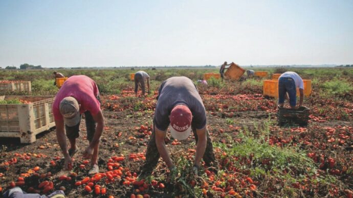 Braccianti-schiavi sfruttati nel Casertano:  14 ore al giorno per un euro a cassetta