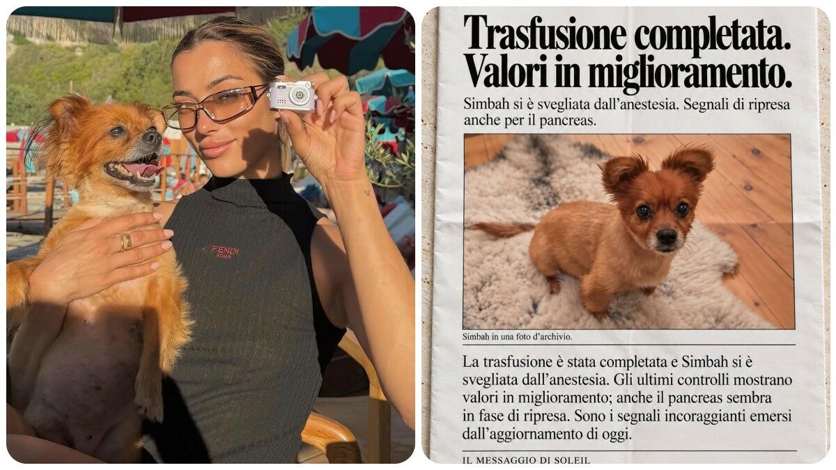 “Urgente, Simbah ha bisogno di sangue ‘Dea 1 negativo’. Cerchiamo un cane donatore”: l’appello di Soleil Sorge per salvare la propria cagnolina