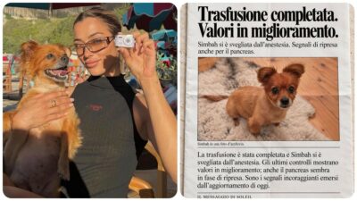 Copertina di “Urgente, Simbah ha bisogno di sangue ‘Dea 1 negativo’. Cerchiamo un cane donatore”: l’appello di Soleil Sorge per salvare la propria cagnolina