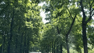 Copertina di La rivolta contro la nuova tangenziale a Montecchio Emilia: “Saranno abbattuti 52 tigli e quella strada è superflua”