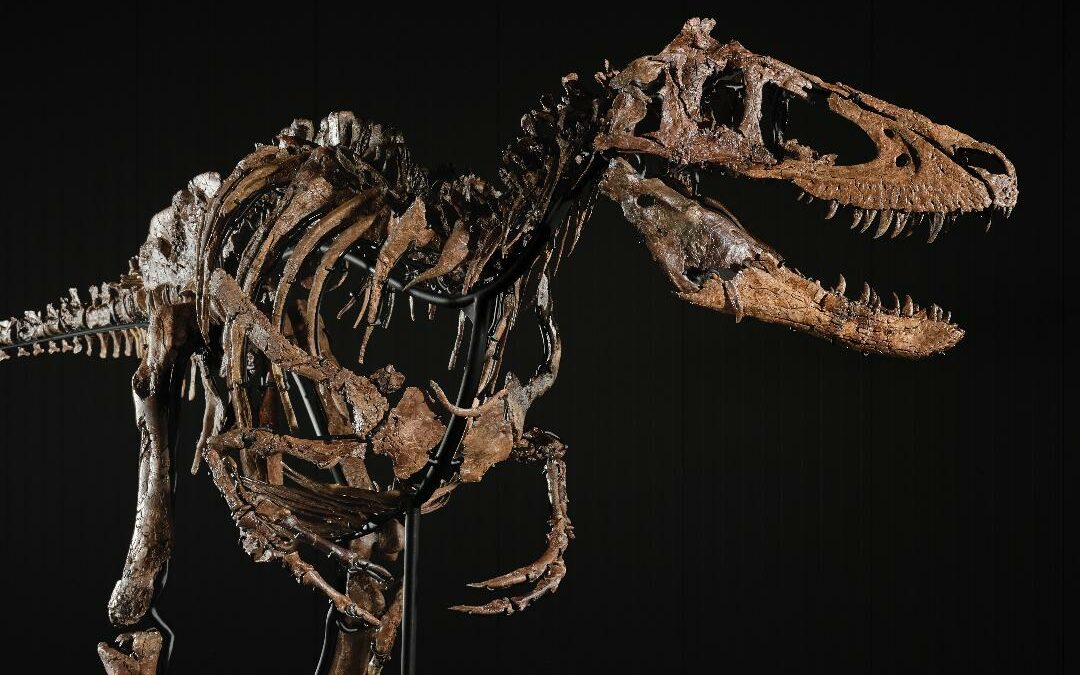 Va all’asta da Sotheby’s “Jodi”, il dinosauro da 9 milioni di dollari: scambiato per errore per un cucciolo di T-rex, è una rarità scientifica. La sua storia
