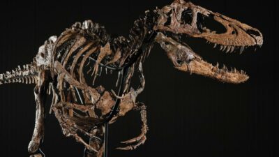 Copertina di Va all’asta da Sotheby’s “Jodi”, il dinosauro da 9 milioni di dollari: scambiato per errore per un cucciolo di T-rex, è una rarità scientifica. La sua storia