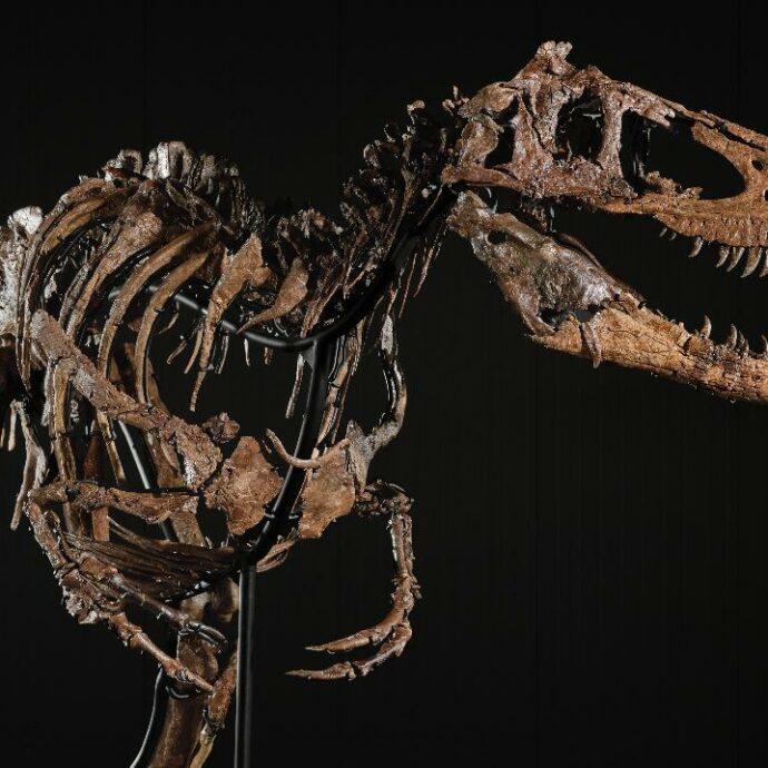 Va all’asta da Sotheby’s “Jodi”, il dinosauro da 9 milioni di dollari: scambiato per errore per un cucciolo di T-rex, è una rarità scientifica. La sua storia