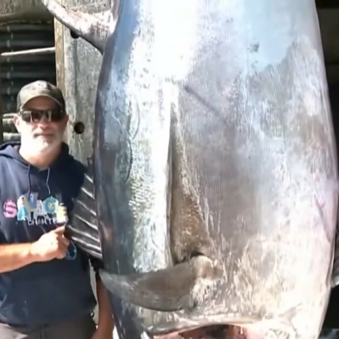 “Lo abbiamo sollevato dall’acqua e abbiamo capito subito che era molto più grande di quanto pensassimo”: pescato un tonno di più di 500 chili nel New Hampshire