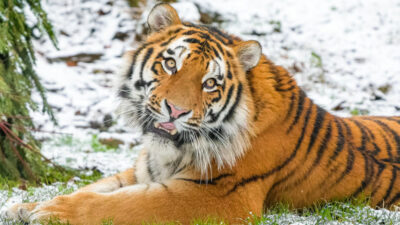 Copertina di Entra nel recinto delle tigri siberiane in uno zoo: uno degli animali lo attacca e lo uccide. “Non postate i video dell’aggressione”: l’appello della polizia