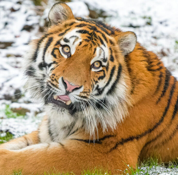 Entra nel recinto delle tigri siberiane in uno zoo: uno degli animali lo attacca e lo uccide. “Non postate i video dell’aggressione”: l’appello della polizia