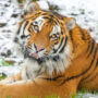 Copertina di Entra nel recinto delle tigri siberiane in uno zoo: uno degli animali lo attacca e lo uccide. “Non postate i video dell’aggressione”: l’appello della polizia