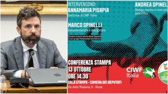 Copertina di Stop agli allevamenti di polpi e tonni rossi, la proposta di legge di Avs: “Danni incalcolabili ai nostri mari per il profitto”