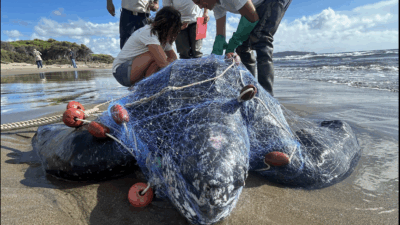 Copertina di Una tartaruga Liuto di quasi due metri trovata morta sulla spiaggia della Feniglia: il “gigante dei mari” è rimasto intrappolato nelle reti