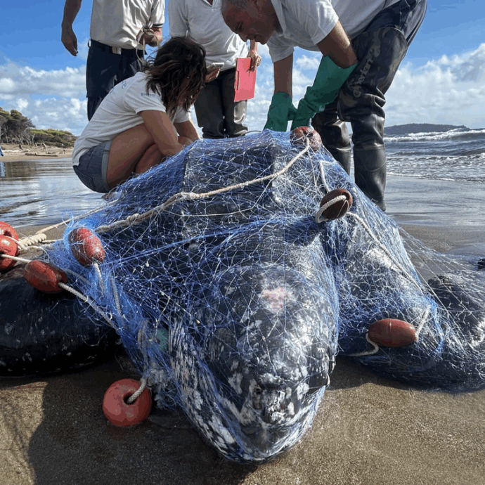 Una tartaruga Liuto di quasi due metri trovata morta sulla spiaggia della Feniglia: il “gigante dei mari” è rimasto intrappolato nelle reti