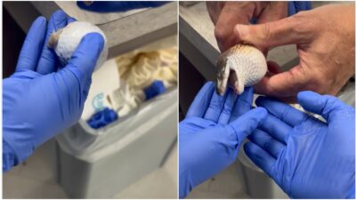 Copertina di “Un caso davvero memorabile, poteva morire”: scambia tre palline da golf per uova e le ingoia, serpente salvato dai veterinari con un “massaggio” estremo – VIDEO