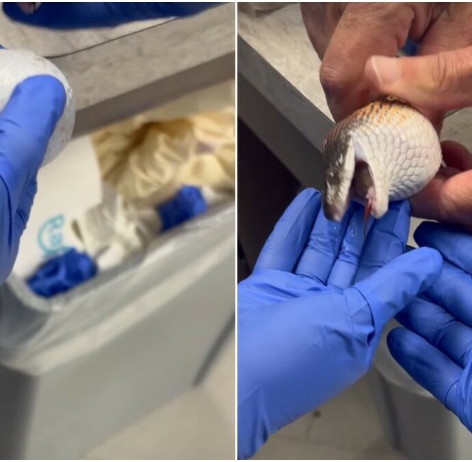 “Un caso davvero memorabile, poteva morire”: scambia tre palline da golf per uova e le ingoia, serpente salvato dai veterinari con un “massaggio” estremo – VIDEO
