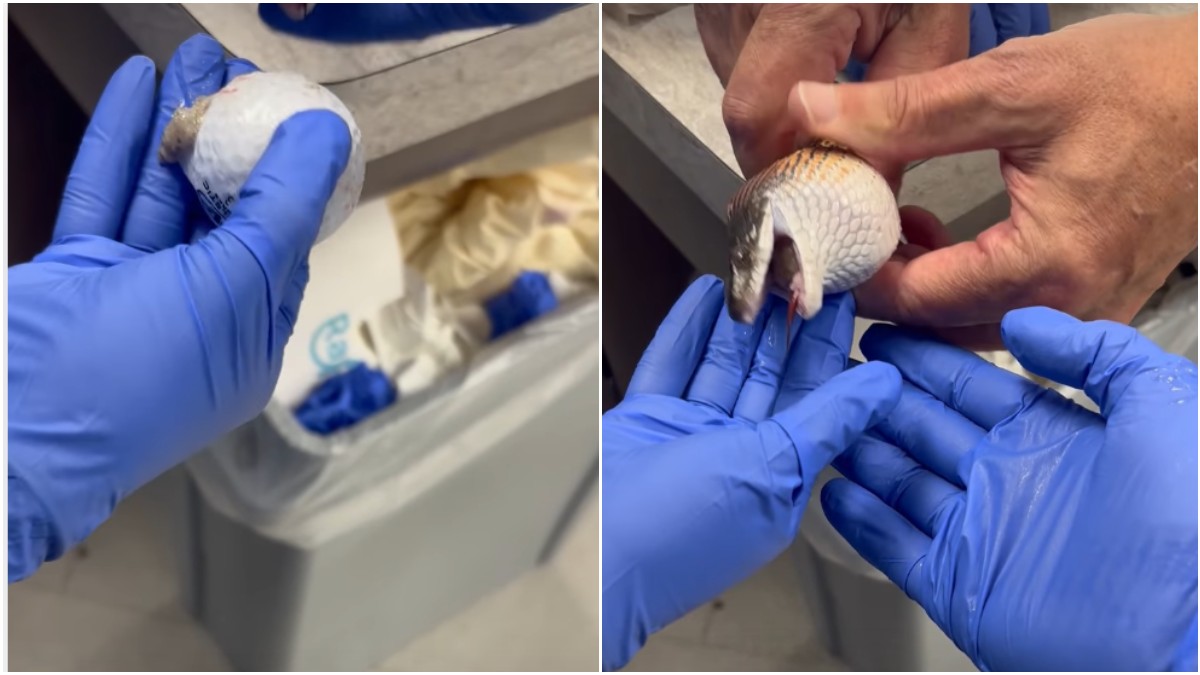un caso davvero memorabile poteva morire scambia tre palline da golf per uova e le ingoia serpente salvato dai veterinari con un massaggio estremo 8211 video da Ilfattoquotidiano.it un caso davvero memorabile poteva morire scambia tre palline da golf per uova e le ingoia serpente salvato dai veterinari con un massaggio estremo 8211 video