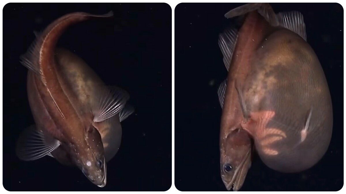 “Ha mangiato qualcosa di così grosso da aver teso la pelle fino a renderla quasi trasparente”: avvistato un raro pesce inghiottitore nero, che mangia prede fino a dieci volte più grandi di lui