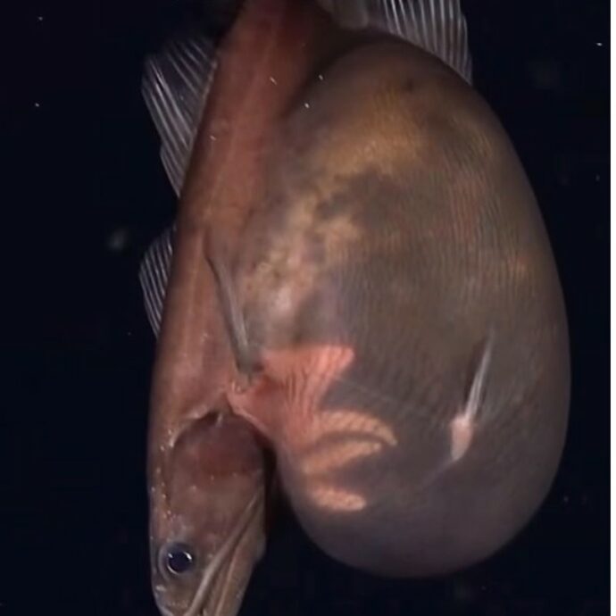 “Ha mangiato qualcosa di così grosso da aver teso la pelle fino a renderla quasi trasparente”: avvistato un raro pesce inghiottitore nero, che mangia prede fino a dieci volte più grandi di lui