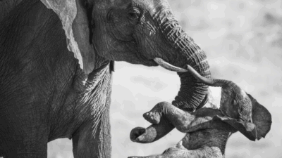 Copertina di Un’elefantessa e il suo piccolo senza vita: la foto di Federico Veronesi vince il Wildlife Photographer of the Year 2026