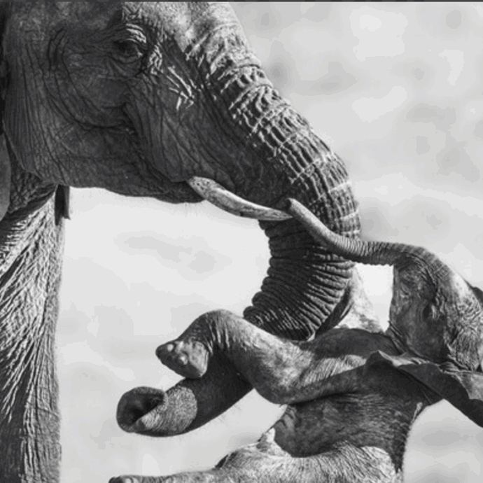 Un’elefantessa e il suo piccolo senza vita: la foto di Federico Veronesi vince il Wildlife Photographer of the Year 2026