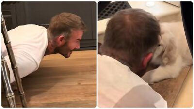Copertina di “Tuo padre con il cane che ti ha detto di non prendere”: David Beckham “innamorato” del golden retriever di suo figlio Cruz – VIDEO