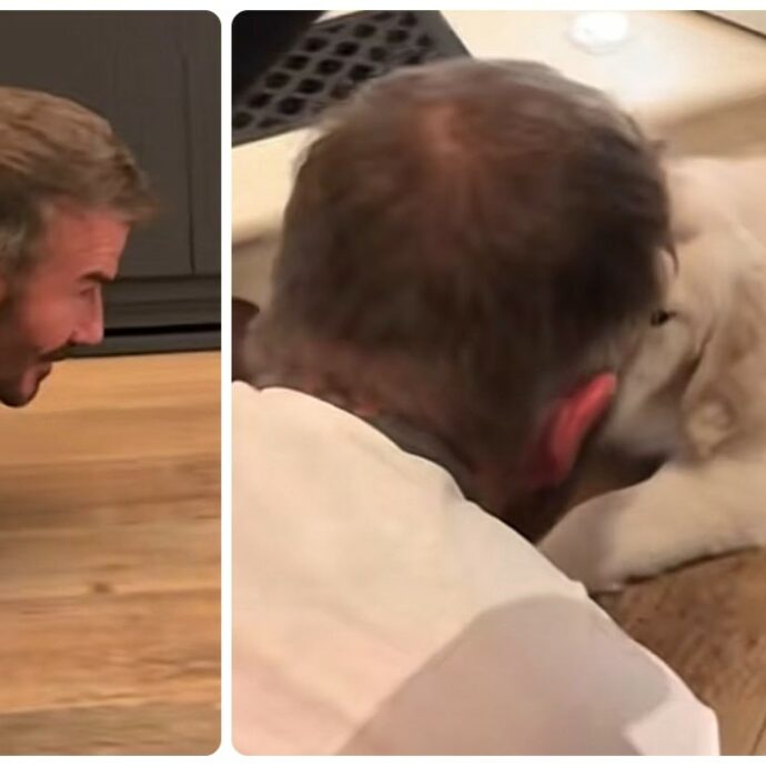 “Tuo padre con il cane che ti ha detto di non prendere”: David Beckham “innamorato” del golden retriever di suo figlio Cruz – VIDEO