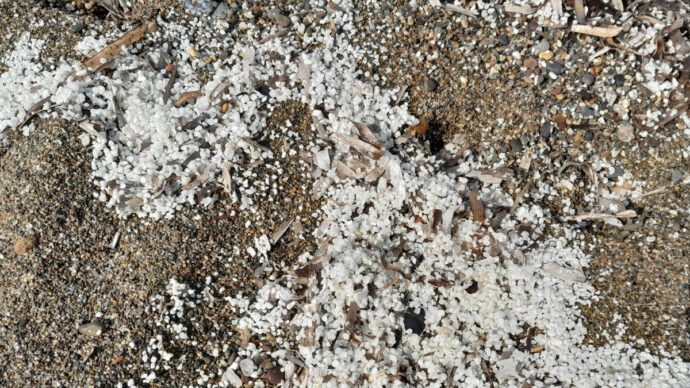 Svelato il mistero di granuli bianchi sulle spiagge toscane: sono lenticchie d’acqua in decomposizione