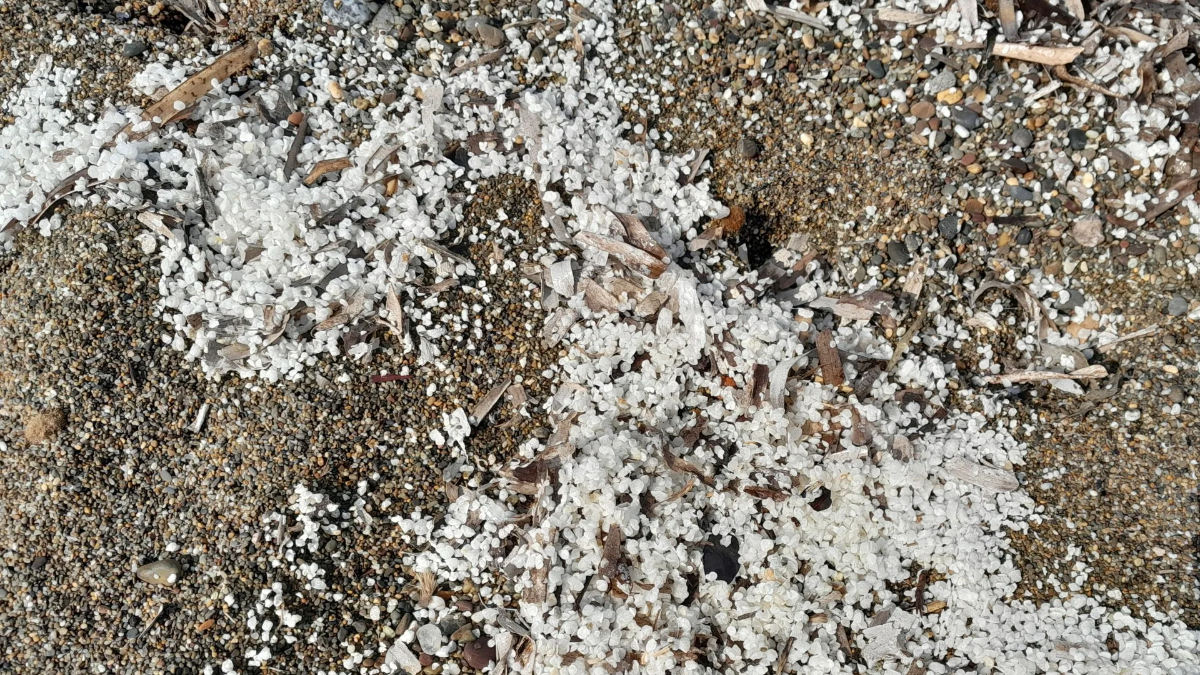 svelato il mistero di granuli bianchi sulle spiagge toscane sono lenticchie d8217acqua in decomposizione da Ilfattoquotidiano.it svelato il mistero di granuli bianchi sulle spiagge toscane sono lenticchie d8217acqua in decomposizione