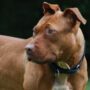 Copertina di Azzannata alla testa da un cane di razza Amstaff mentre beve un caffè al bar: sette giorni di prognosi