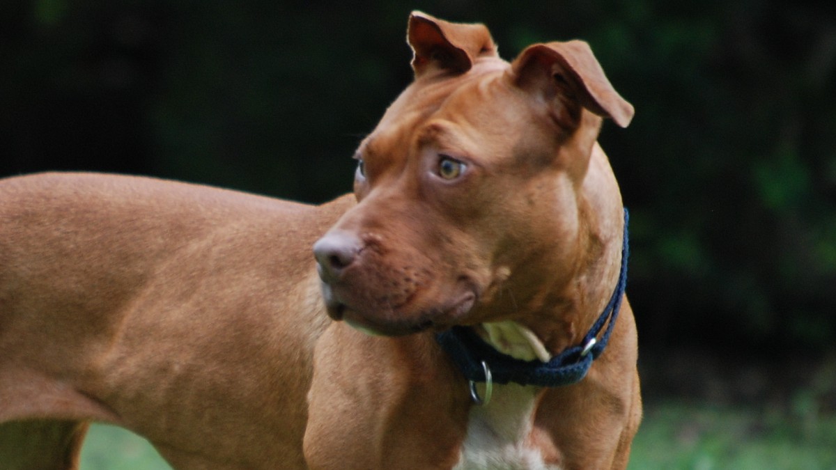 azzannata alla testa da un cane di razza amstaff mentre beve un caff232 al bar sette giorni di prognosi da Ilfattoquotidiano.it azzannata alla testa da un cane di razza amstaff mentre beve un caff232 al bar sette giorni di prognosi