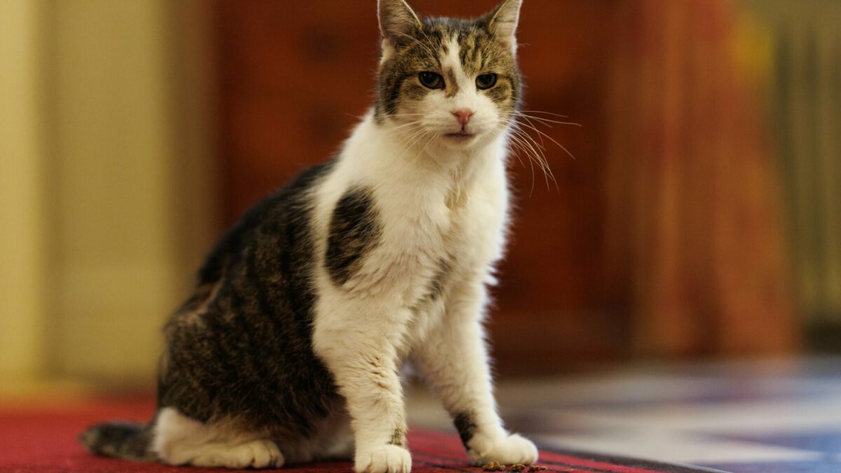 200 tornato a downing street dopo un piccolo intervento chirurgico ed 232 in via di ripresa l8217aggiornamento di downing street sul celebre gatto larry da Ilfattoquotidiano.it 200 tornato a downing street dopo un piccolo intervento chirurgico ed 232 in via di ripresa l8217aggiornamento di downing street sul celebre gatto larry