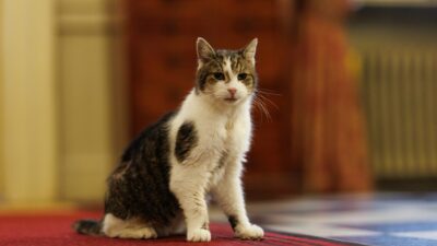 Copertina di “È tornato a Downing Street dopo un piccolo intervento chirurgico ed è in via di ripresa”: l’aggiornamento di Downing Street sul celebre gatto Larry