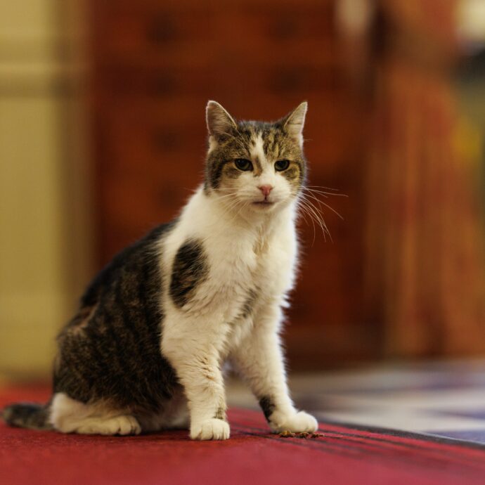“È tornato a Downing Street dopo un piccolo intervento chirurgico ed è in via di ripresa”: l’aggiornamento di Downing Street sul celebre gatto Larry