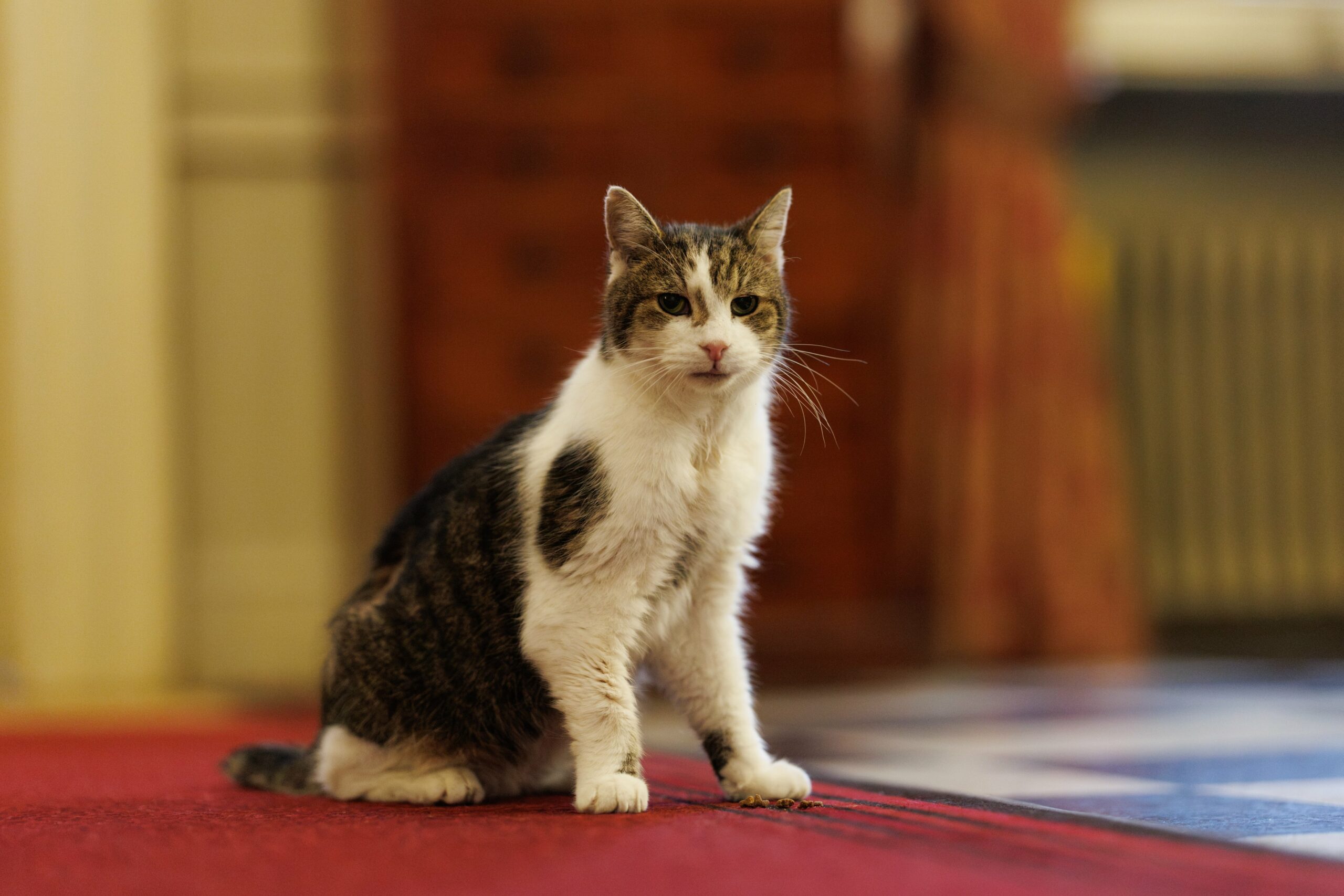 “È tornato a Downing Street dopo un piccolo intervento chirurgico ed è in via di ripresa”: l’aggiornamento di Downing Street sul celebre gatto Larry
