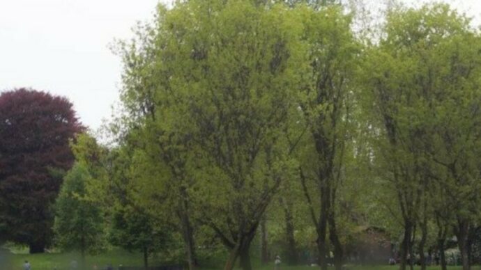 Una 27enne trovata senza vita in un parco a Bologna, la telefonata per chiedere aiuto: “La mia amica non respira più”