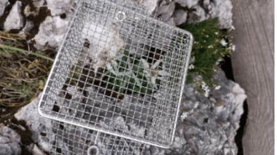 Copertina di “Non avrei mai pensato che un giorno sarei stato costretto a fare una cosa simile. Erano 5, poi ne sono sparite 2”: stelle alpine chiuse in gabbia, la soluzione estrema del Rifugio Verdelli contro i turisti cafoni