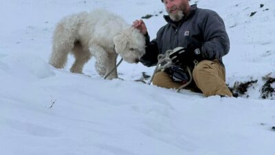 Copertina di “Era seduta, vigile, e sembrava illesa, mentre forse si chiedeva cosa fosse tutto quel trambusto per la valanga”: dopo 50 ore ritrovata in Alaska una cagnolina dispersa